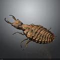 Close Up View Of Brown Beetle With Claw Like Head And Textured Exoskeleton