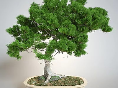 Bonsai Pine Tree With Lush Green Foliage Twisted Trunk Exposed Roots In Ceramic Pot 3d model