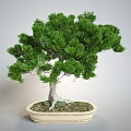 Bonsai Pine Tree With Lush Green Foliage Twisted Trunk Exposed Roots In Ceramic Pot