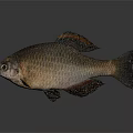 Brown And Black Fish With Shiny Scales Distinct Fins And Large Eyes