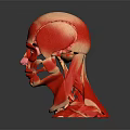 Medical Device Human Head Muscle Anatomical Teaching Model With Detailed Structure