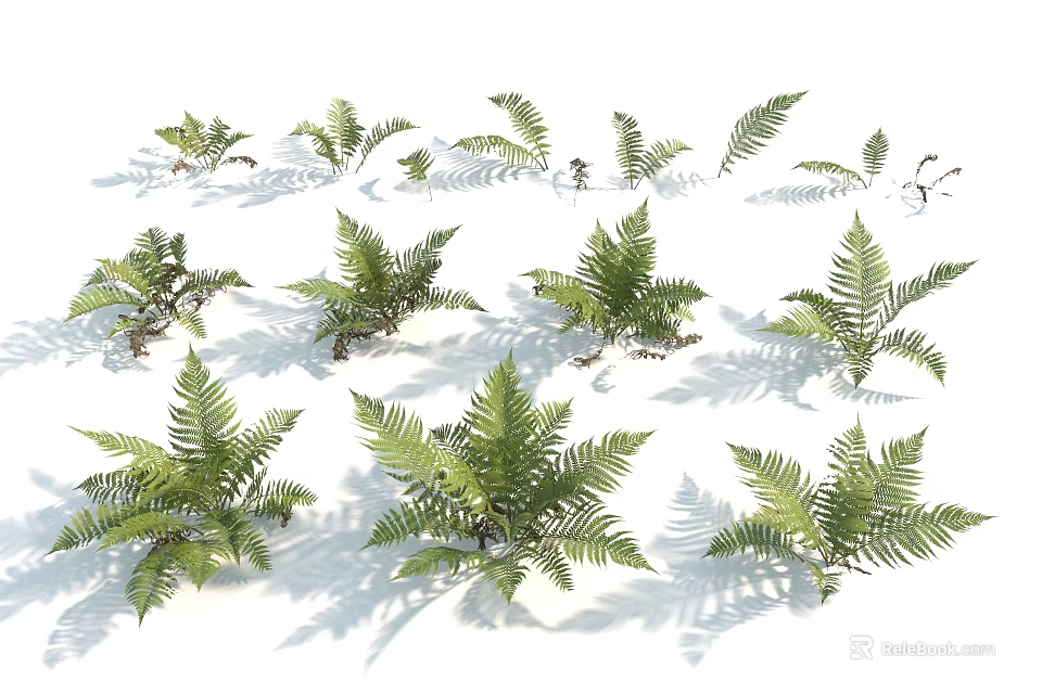 Natural Green Fern Plants With Diverse Leaf Shapes And Soft Shadows 3d model 
