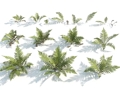 Natural Green Fern Plants With Diverse Leaf Shapes And Soft Shadows 3d model