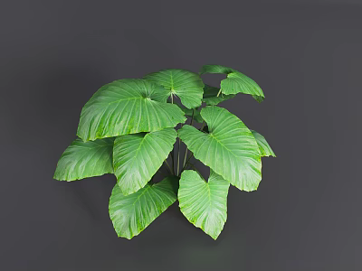 Lush Green Tropical Plant With Large Fresh Leaves For Indoor Decoration 3d model