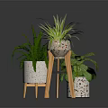 Potted Green Plants In Speckled Pots On Wooden Tripod Stand With Dark Reflective Surface Arrangement