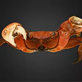 Orange Brown Crab With Large Claws On Black Background Detailed Appearance View