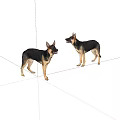 Two Playful German Shepherds Standing And Interacting On White Background