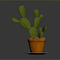 Green Cactus Plant in Orange Pot with Decorative Saucer on Gray Background