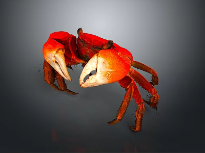 Red Aquatic Crab With Vibrant Color Distinctive Claws And Detailed Legs 3d model
