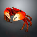 Red Aquatic Crab With Vibrant Color Distinctive Claws And Detailed Legs