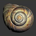 Vibrant Spiral Sea Snail Shell With Striped Pattern And Shiny Surface 3d model