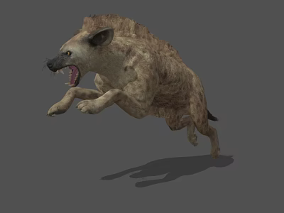 Hyena 3D Model Showing Open Mouth With Teeth While Jumping On Gray Background 3d model