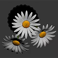 Black Cylindrical Textured Vase Holding Three White Daisies On Dark Background
