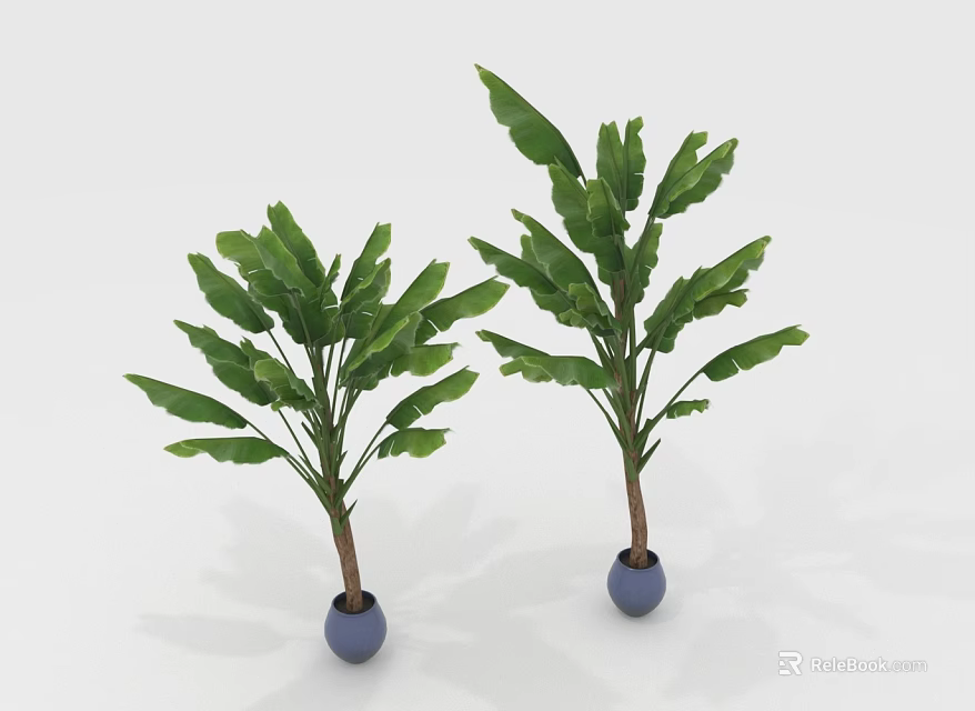 Two Green Plants With Wide Leaves In Blue Pots On White Background 3d model 