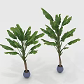 Two Green Plants With Wide Leaves In Blue Pots On White Background