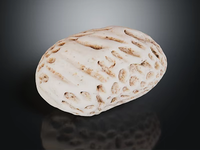 White Textured Seashell With Hollow Patterns And Intricate Surface Details On Dark Background 3d model
