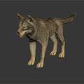 Realistic Wolf Model Standing On Black Background With Clear Reflection 3d model