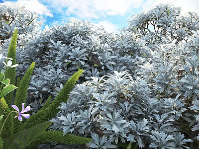 Silver Gray Shrubs with Soft Leaves Surrounded by Green Foliage and Purple Flowers 3d model