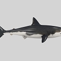 The Modern Shark 3d model