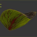 Vibrant Green Plant Leaf with Striking Red Veins in Natural Light