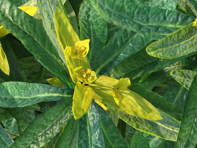 Vibrant Yellow Flowers With Lush Green Leaves In Natural Garden Scene 3d model