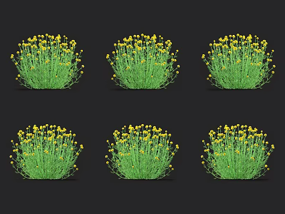 Vibrant Green Grass Plants With Small Yellow Flowers In Six Clusters On Black Background 3d model