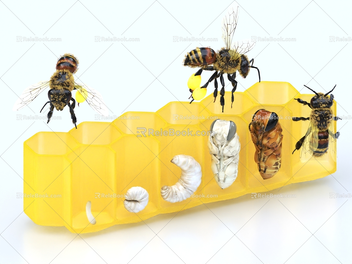 honeybee nest honey bee larva bee development process 3d model