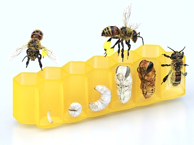 honeybee nest honey bee larva bee development process 3d model