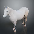 White Horse Statue In Standing Position With Realistic Coat And Hooves