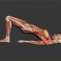 Human Organ Muscle Anatomy 3D Model Showing Detailed Muscular Structure In Lying Position