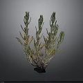 Lush Plant With Green Yellow Leaves And Purple Stems On Black Base