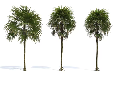 Three Palm Trees With Green Fronds And Tall Trunks Standing Side By Side 3d model
