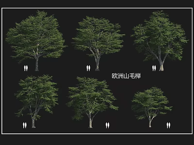 European Beech Arbor Collection With Various Forms And Human Figure Scale 3d model