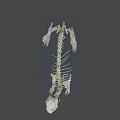 Detailed Animal Skeleton Display Model With Black Base And Bone Structure 3d model