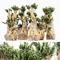 Multiple Arbor Trees With Unique Trunk Texture And Lush Green Foliage