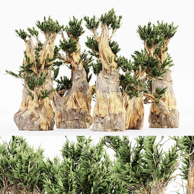 Multiple Arbor Trees With Unique Trunk Texture And Lush Green Foliage 3d model