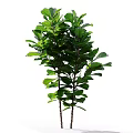 Two Indoor Plants With Lush Green Leaves And Tall Stems For Home Decoration