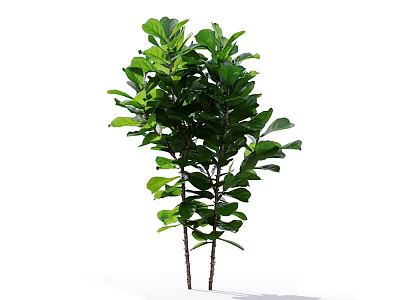 Two Indoor Plants With Lush Green Leaves And Tall Stems For Home Decoration 3d model