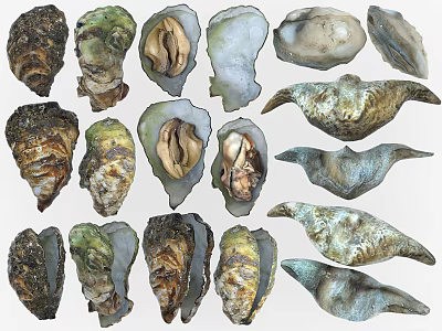 Different Oyster Shells of Aquatic Animals Showing Open and Closed States 3d model
