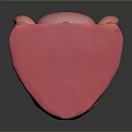 Game Movie Character Teeth Model Featuring Realistic White Teeth And Pink Gums