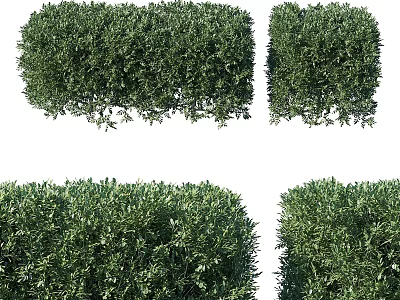 Lush Green Trimmed Garden Shrubs Adding Charm To Outdoor Garden Spaces 3d model