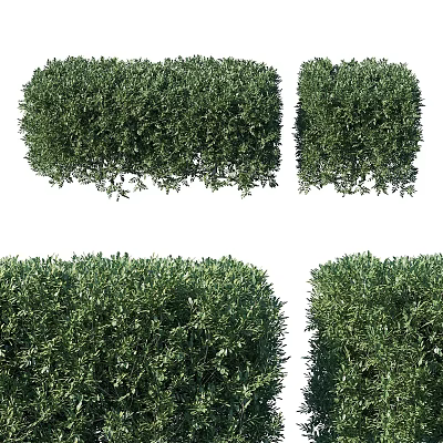 Lush Green Trimmed Garden Shrubs Adding Charm To Outdoor Garden Spaces 3d model