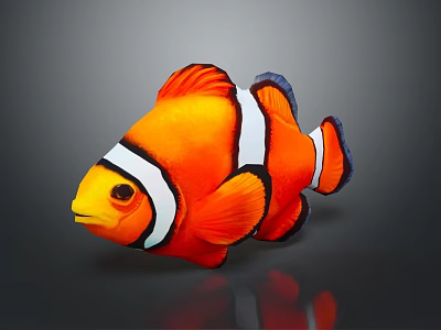 Vibrant Orange Clownfish With White Stripes And Black Edges On Gray Background With Reflection 3d model