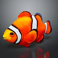 Vibrant Orange Clownfish With White Stripes And Black Edges On Gray Background With Reflection