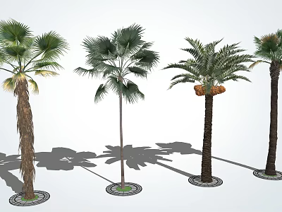 Various Types Tall Palm Trees with Green Canopies Trunks Circular Planters and Shadows 3d model