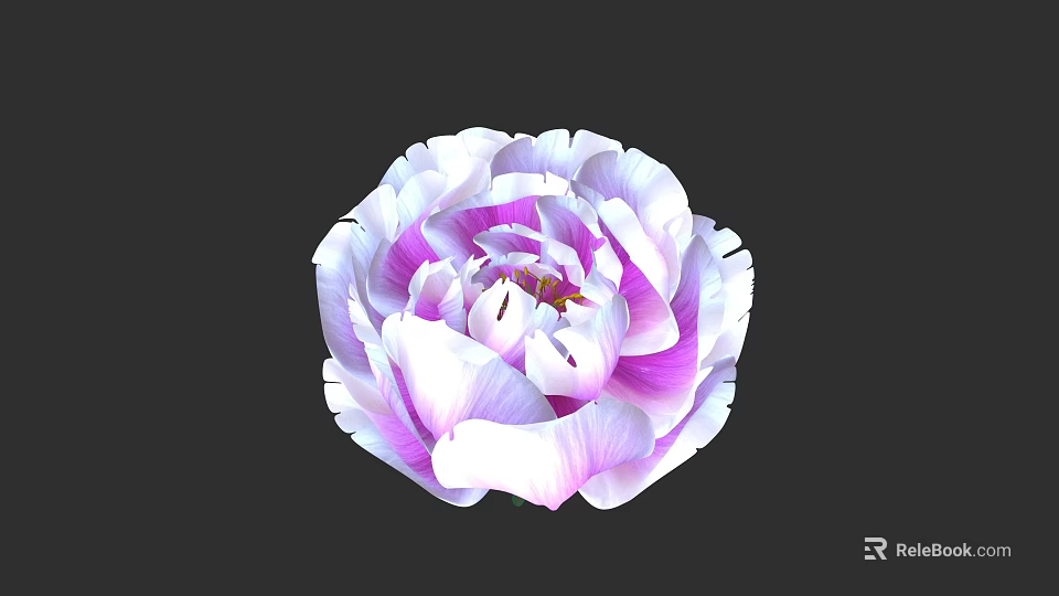 Beautiful Pink and White Peony Flower With Layered Petals and Vibrant Bloom 3d model 