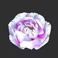 Beautiful Pink and White Peony Flower With Layered Petals and Vibrant Bloom