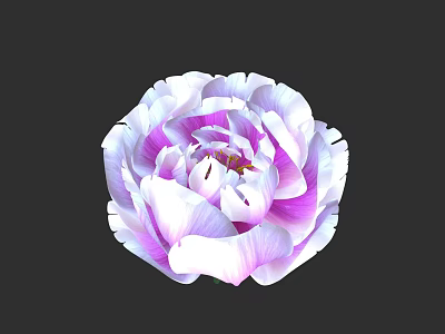 Beautiful Pink and White Peony Flower With Layered Petals and Vibrant Bloom 3d model
