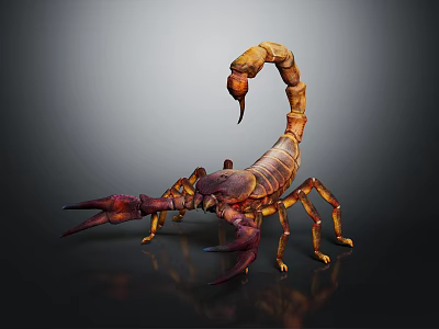 Scorpion With Brown Red Striped Body Pincers Curled Tail On Dark Glossy Surface 3d model