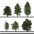 Different Types Of Tall Healthy Trees With Lush Green Foliage And Branches